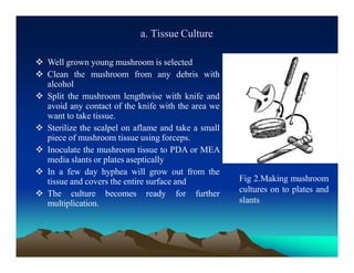 a. Tissue Culture
 Well grown young mushroom is selected
 Clean the mushroom from any debris with
alcohol
 Split the mushroom lengthwise with knife and
avoid any contact of the knife with the area we
want to take tissue.
 Sterilize the scalpel on aflame and take a small
piece of mushroom tissue using forceps.
 Inoculate the mushroom tissue to PDA or MEA
media slants or plates aseptically
 In a few day hyphea will grow out from the
tissue and covers the entire surface and
 The culture becomes ready for further
multiplication.
Fig 2.Making mushroom
cultures on to plates and
slants
 