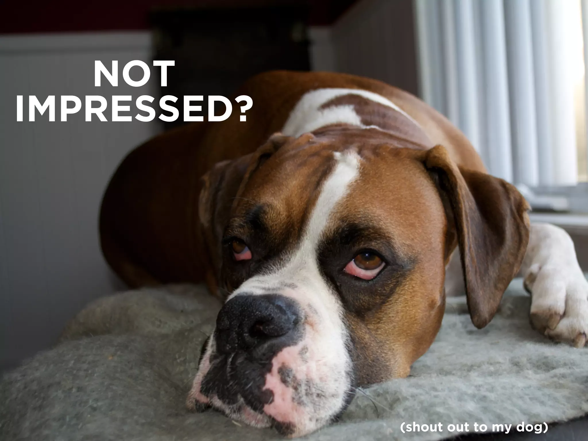 NOT 
IMPRESSED? 
(shout out to my dog) 
 