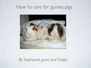 How to care for guinea pigs




 By Nathaniel, Jared and Caleb
 