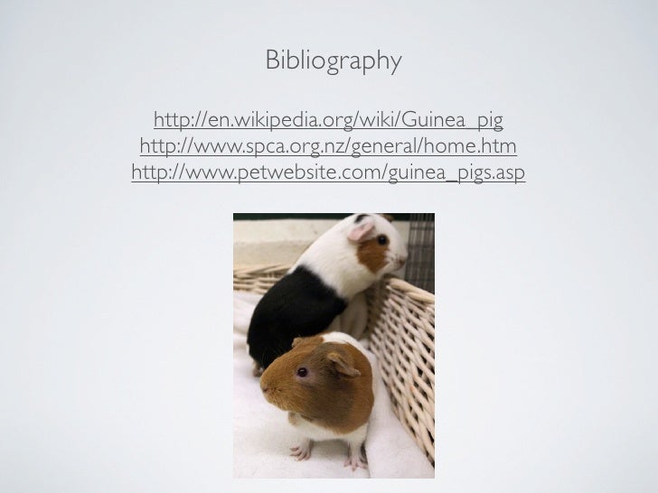 Why Dogs And Cats Nned Excersise Why Dogs And Cats Nned Excersise