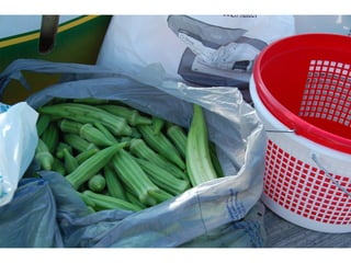 SPC garden presentation NCCGP 2013