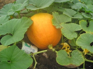 SPC garden presentation NCCGP 2013