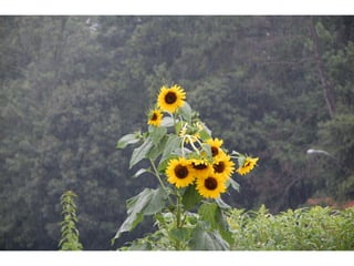 SPC garden presentation NCCGP 2013