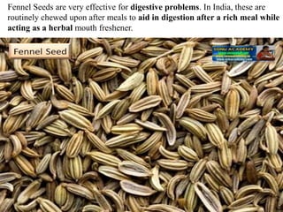Fennel Seeds are very effective for digestive problems. In India, these are
routinely chewed upon after meals to aid in digestion after a rich meal while
acting as a herbal mouth freshener.
 