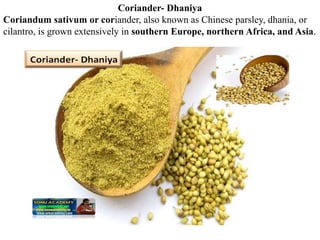 Coriander- Dhaniya
Coriandum sativum or coriander, also known as Chinese parsley, dhania, or
cilantro, is grown extensively in southern Europe, northern Africa, and Asia.
 