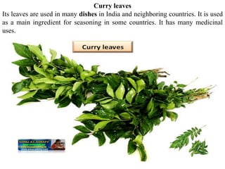 Curry leaves
Its leaves are used in many dishes in India and neighboring countries. It is used
as a main ingredient for seasoning in some countries. It has many medicinal
uses.
 