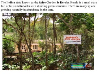 The Indian state known as the Spice Garden is Kerala. Kerala is a small state
full of hills and hillocks with stunning green sceneries. There are many spices
growing naturally in abundance in the state.
 
