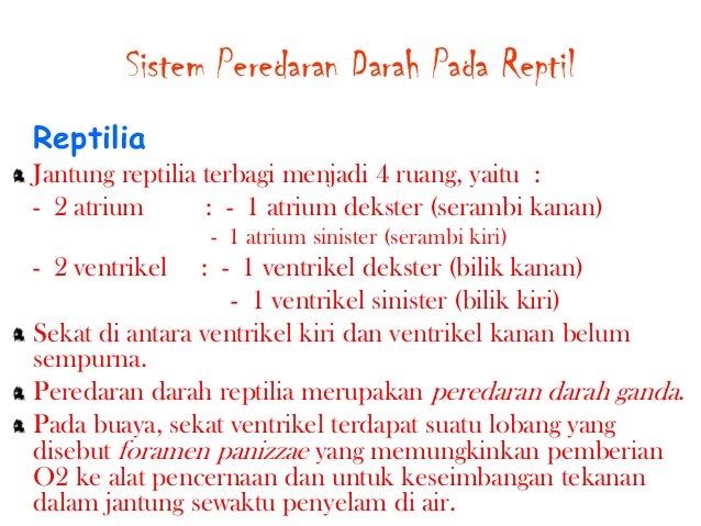 sistem peredaran darah cacing tanah - sistem peredaran darah 9 638