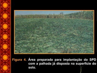 Figura 4. Área preparada para implantação do SPD
com a palhada já disposta na superfície do
solo.
 