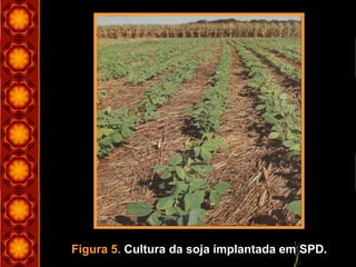 Figura 5. Cultura da soja implantada em SPD.
 