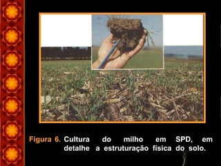 Figura 6. Cultura do milho em SPD, em
detalhe a estruturação física do solo.
 