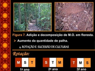 4. ROTAÇÃOE SUCESSÃODE CULTURAS
Rotação:
M S T S T M T M S
1o ano 2o ano 3o ano
 Aumento da quantidade de palha.
Figura 7. Adição e decomposição de M.O. em floresta.
 