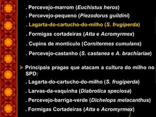 . Percevejo-marrom (Euchistus heros)
. Percevejo-pequeno (Piezodorus guildini)
. Lagarta-do-cartucho-do-milho (S. frugiperda)
. Formigas cortadeiras (Atta e Acromyrmex)
. Cupins de montículo (Cornitermes cumulans)
. Percevejo-castanho (S. castanea e A. brachiariae)
 Principais pragas que atacam a cultura do milho no
SPD:
. Lagarta-do-cartucho-do-milho (S. frugiperda)
. Larvas-da-vaquinha (Diabrotica speciosa)
. Percevejo-barriga-verde (Dichelops melacanthus)
. Formigas Cortadeiras (Atta e Acromyrmex)
 