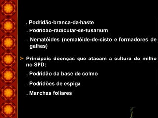 . Podridão-branca-da-haste
. Podridão-radicular-de-fusarium
. Nematóides (nematóide-de-cisto e formadores de
galhas)
. Podridão da base do colmo
. Podridões de espiga
. Manchas foliares
 Principais doenças que atacam a cultura do milho
no SPD:
 