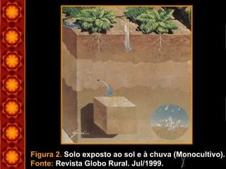 Figura 2. Solo exposto ao sol e à chuva (Monocultivo).
Fonte: Revista Globo Rural. Jul/1999.
 