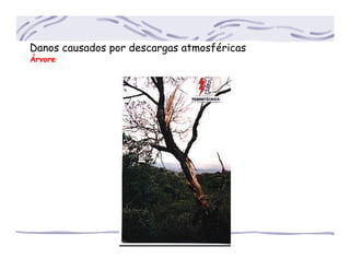 Danos causados por descargas atmosféricas
Árvore
 