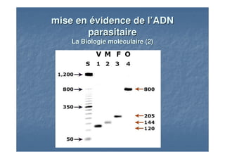 mise en évidence de l’ADNmise en évidence de l’ADN
parasitaireparasitaire
La Biologie moléculaire (2)La Biologie moléculaire (2)
 