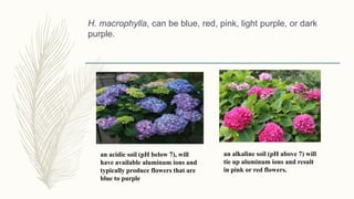 H. macrophylla, can be blue, red, pink, light purple, or dark
purple.
an acidic soil (pH below 7), will
have available aluminum ions and
typically produce flowers that are
blue to purple
an alkaline soil (pH above 7) will
tie up aluminum ions and result
in pink or red flowers.
 