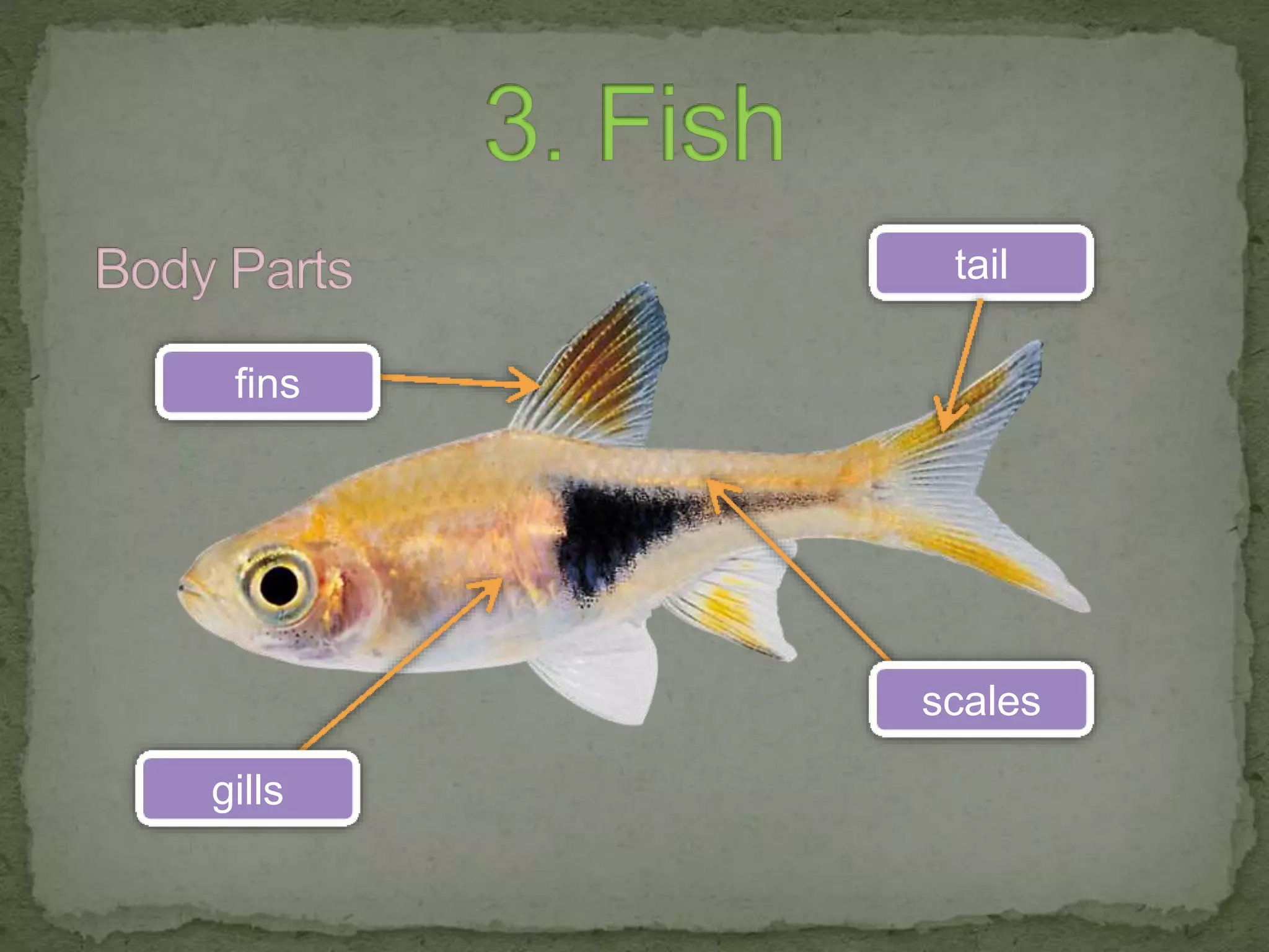 1
3
4
2
tail
scales
fins
gills