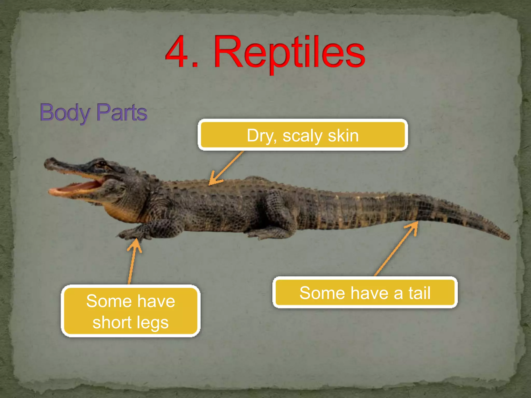 1
2
3Some have a tail
Dry, scaly skin
Some have
short legs