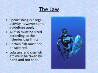 The Law Spearfishing is a legal activity however some guidelines apply: All fish must be sized according to the fisheries bag limits Certain fish must not be speared. Lobsters and crayfish etc must be taken by hand and not shot. 