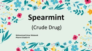 Spearmint
(Crude Drug)
Muhammad Umar Mubarak
Pharm-D batch IV
 