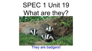 SPEC 1 Unit 19
What are they?
They are badgers!
 