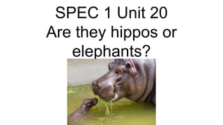 SPEC 1 Unit 20
Are they hippos or
elephants?
 
