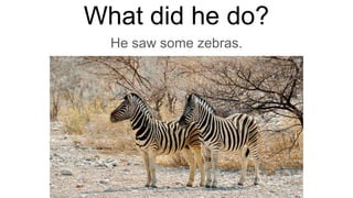 What did he do?
He saw some zebras.
 