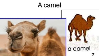 A camel
 