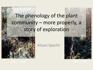 Dec. 1994 Mar 2002
The phenology of the plant
community – more properly, a
story of exploration
Alison Specht
 