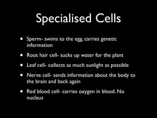 Specialised Cells
•   Sperm- swims to the egg, carries genetic
    information

•   Root hair cell- sucks up water for the plant

•   Leaf cell- collects as much sunlight as possible

•   Nerve cell- sends information about the body to
    the brain and back again

•   Red blood cell- carries oxygen in blood. No
    nucleus
 