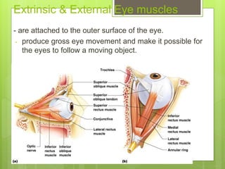 Extrinsic & External Eye muscles
- are attached to the outer surface of the eye.
- produce gross eye movement and make it possible for
the eyes to follow a moving object.
 