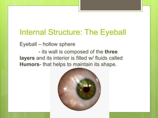 Internal Structure: The Eyeball
Eyeball – hollow sphere
- its wall is composed of the three
layers and its interior is filled w/ fluids called
Humors- that helps to maintain its shape.
 