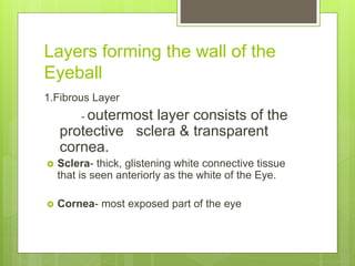 Layers forming the wall of the
Eyeball
1.Fibrous Layer
- outermost layer consists of the
protective sclera & transparent
cornea.
 Sclera- thick, glistening white connective tissue
that is seen anteriorly as the white of the Eye.
 Cornea- most exposed part of the eye
 
