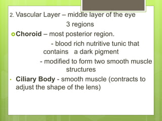 2. Vascular Layer – middle layer of the eye
3 regions
Choroid – most posterior region.
- blood rich nutritive tunic that
contains a dark pigment
- modified to form two smooth muscle
structures
• Ciliary Body - smooth muscle (contracts to
adjust the shape of the lens)
 
