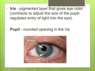 • Iris - pigmented layer that gives eye color
(contracts to adjust the size of the pupil-
regulates entry of light into the eye).
• Pupil - rounded opening in the iris
 