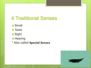 4 Traditional Senses
 Smell
 Taste
 Sight
 Hearing
* Also called Special Senses
 