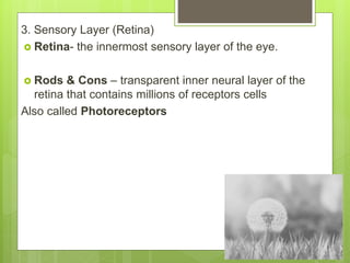 3. Sensory Layer (Retina)
 Retina- the innermost sensory layer of the eye.
 Rods & Cons – transparent inner neural layer of the
retina that contains millions of receptors cells
Also called Photoreceptors
 