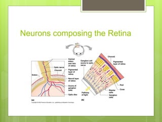 Neurons composing the Retina
 