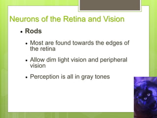 Neurons of the Retina and Vision
 Rods
 Most are found towards the edges of
the retina
 Allow dim light vision and peripheral
vision
 Perception is all in gray tones
 