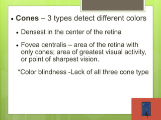  Cones – 3 types detect different colors
 Densest in the center of the retina
 Fovea centralis – area of the retina with
only cones; area of greatest visual activity,
or point of sharpest vision.
*Color blindness -Lack of all three cone type
 