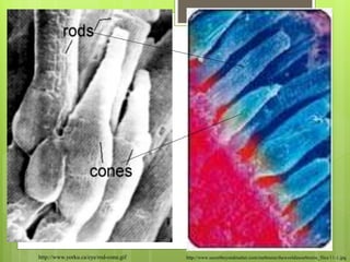 http://www.yorku.ca/eye/rod-cone.gif http://www.secretbeyondmatter.com/ourbrains/theworldinourbrains_files/11-1.jpg
 