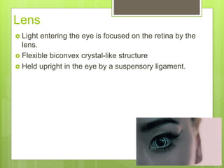 Lens
 Light entering the eye is focused on the retina by the
lens.
 Flexible biconvex crystal-like structure
 Held upright in the eye by a suspensory ligament.
 