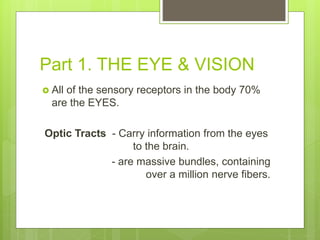 Part 1. THE EYE & VISION
 All of the sensory receptors in the body 70%
are the EYES.
Optic Tracts - Carry information from the eyes
to the brain.
- are massive bundles, containing
over a million nerve fibers.
 