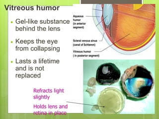 Vitreous humor
 Gel-like substance
behind the lens
 Keeps the eye
from collapsing
 Lasts a lifetime
and is not
replaced
Refracts light
slightly
Holds lens and
retina in place
 