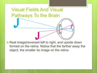 Visual Fields And Visual
Pathways To the Brain
 Real image(reversed left to right, and upside down
formed on the retina. Notice that the farther away the
object, the smaller its image on the retina
 
