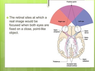  The retinal sites at which a
real image would be
focused when both eyes are
fixed on a close, point-like
object.
 