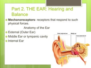 Part 2. THE EAR: Hearing and
Balance
 Mechanoreceptors- receptors that respond to such
physical forces.
Anatomy of the Ear
 External (Outer Ear)
 Middle Ear or tympanic cavity
 Internal Ear
 