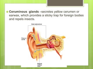  Ceruminous glands –secretes yellow cerumen or
earwax, which provides a sticky trap for foreign bodies
and repels insects.
 